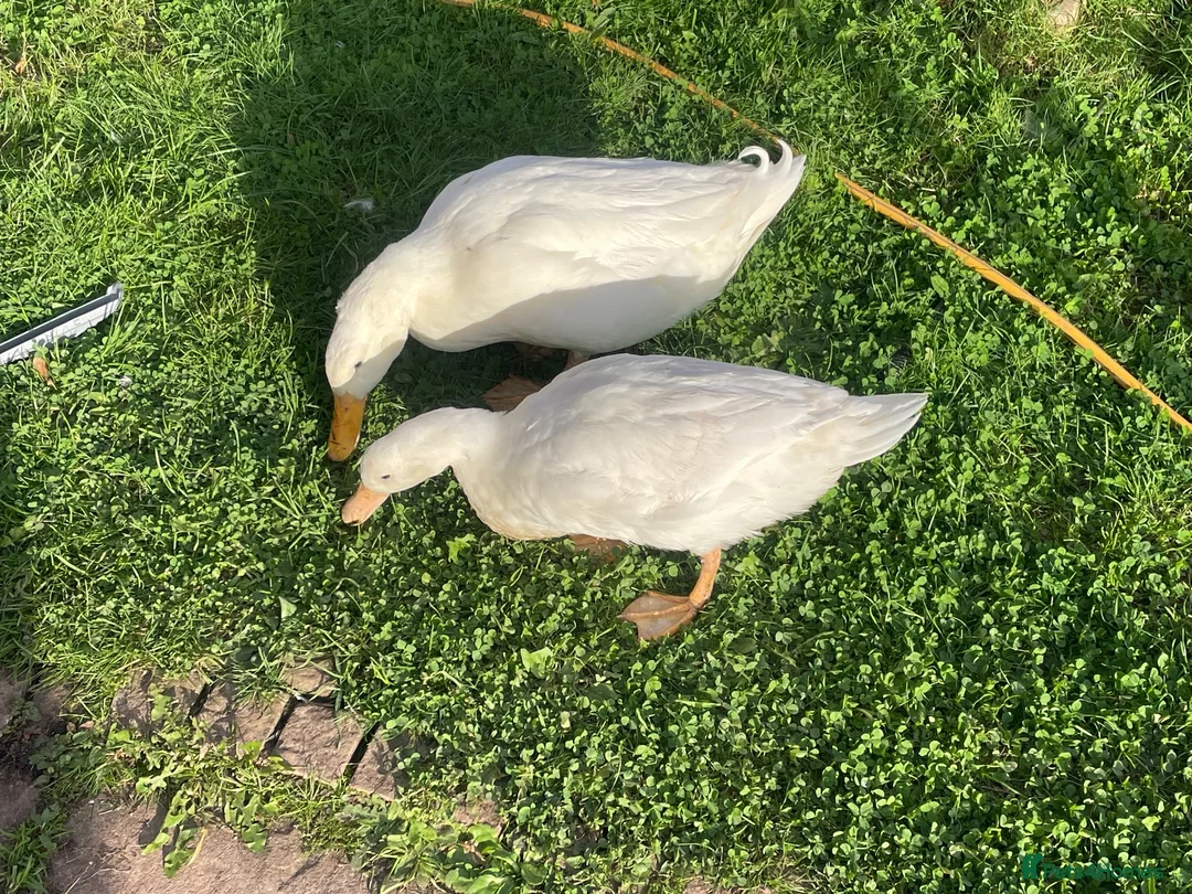 Ducks poultry for sale: Selling bonded ducks adult  pair . Age 10 months . - Advert 1