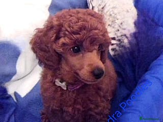 Miniature Poodle dogs ☆Quality KC Red Mini Poodles DNA Health Tested☆ - Advert 5