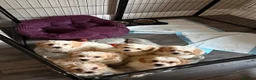 Cavachon dogs for sale: Cavachon Puppies READY NOW 🐾❤️ - Advert 34