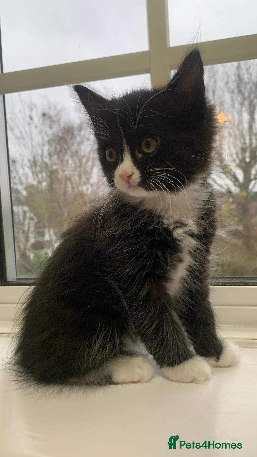 Domestic Shorthair cats for sale: ✨5 Beautiful Kittens Looking for Loving Homes✨ - Advert 5