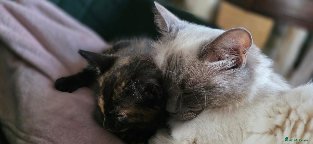 Mixed Breed cats for sale: Ragdoll cross kittens - Image 6