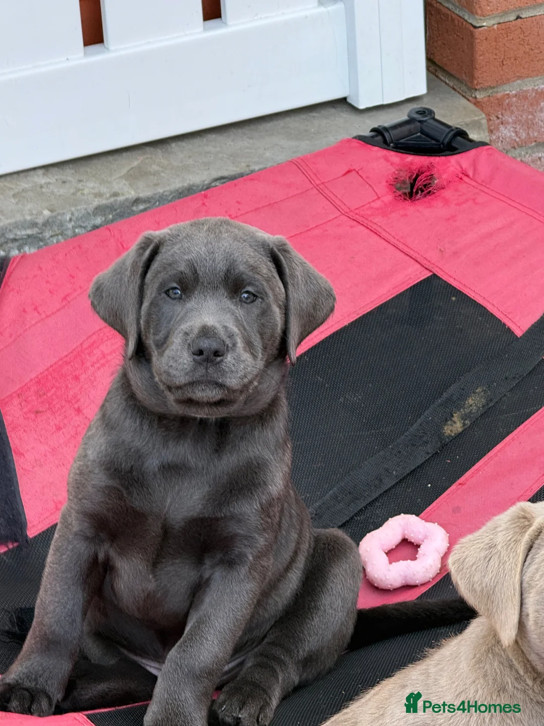 Labrador Retriever dogs for sale: READY NOW! LAST FEW BOYS KC Charcoal Labs - Tested - Advert 1