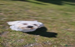 Bichon Frise dogs for stud: Bichon for Stud - Image 1