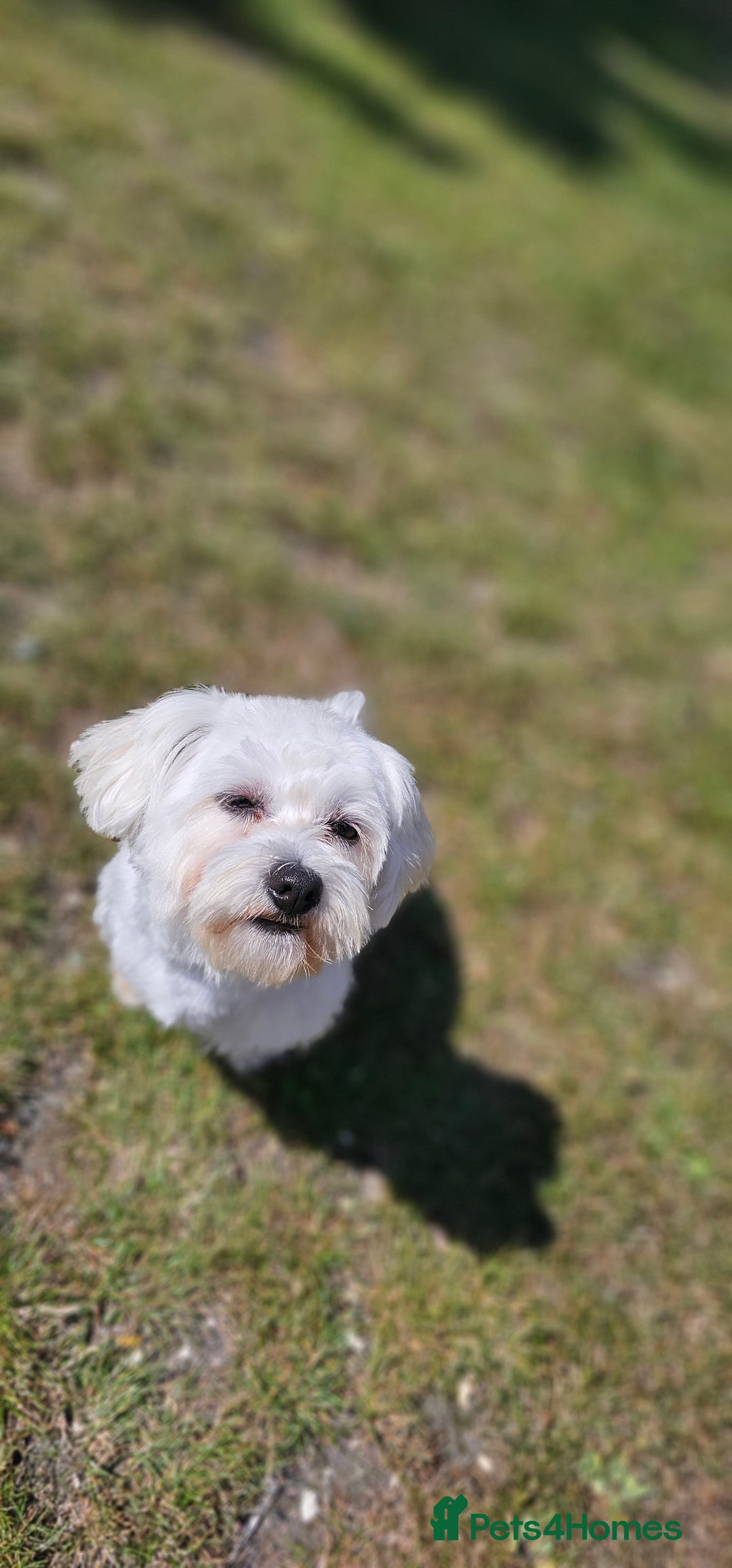 Bichon Frise dogs for stud: Bichon for Stud - Image 1