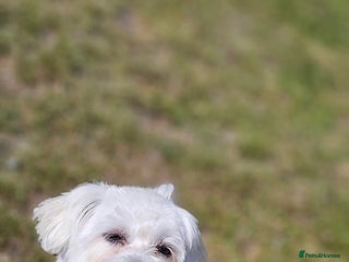 Bichon Frise dogs - Advert 3