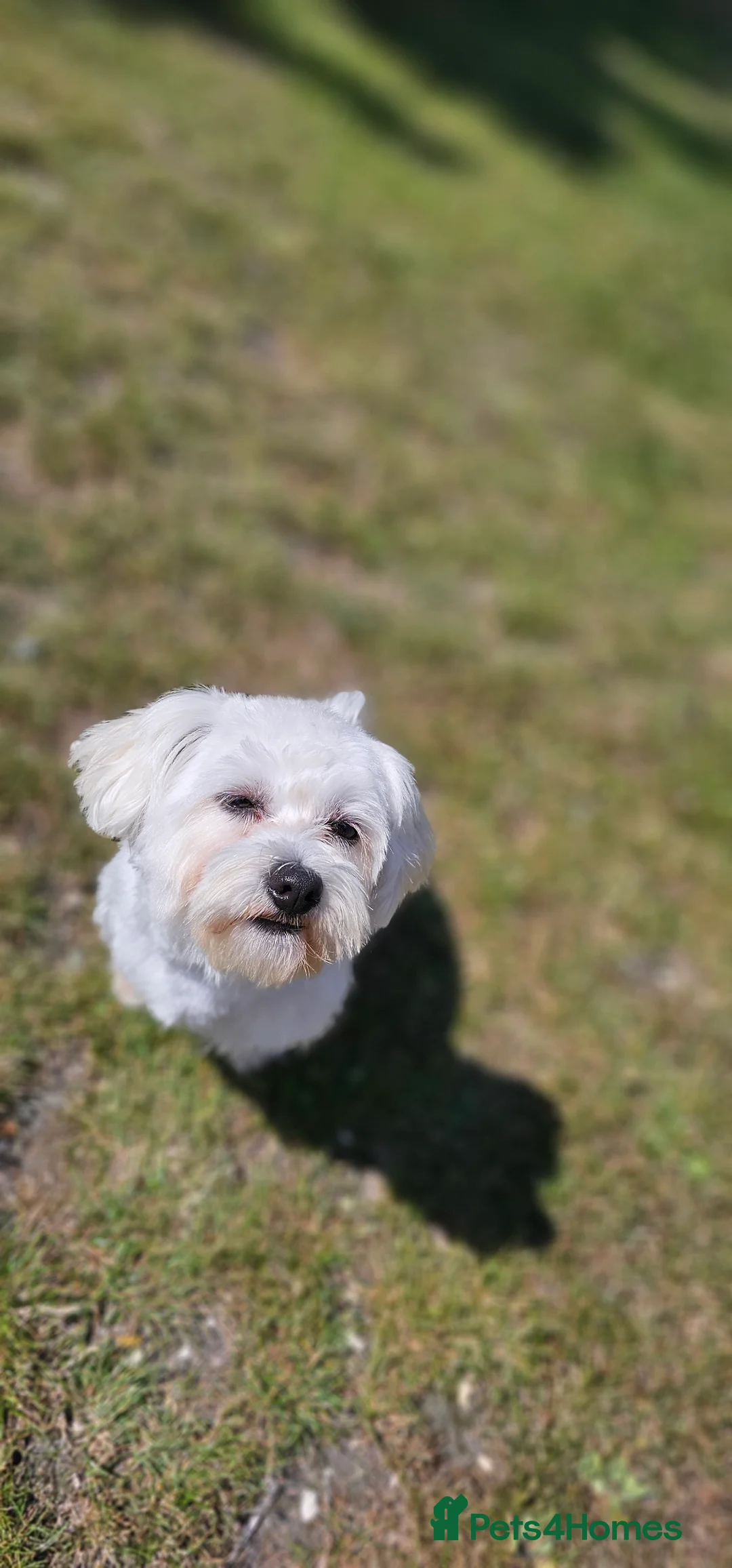 Bichon Frise dogs for stud: Bichon for Stud - Advert 2