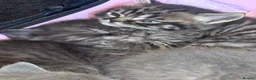 Scottish Fold cats for sale: Scottish straight kittens registered  - Advert 18