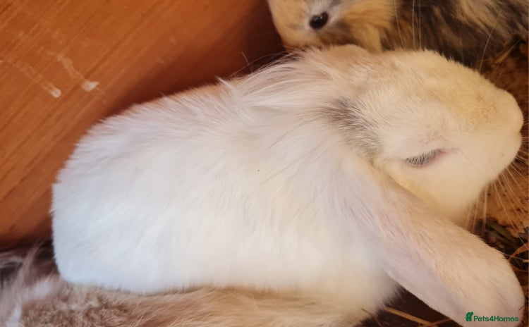 Mini Lop rabbits - Advert 10