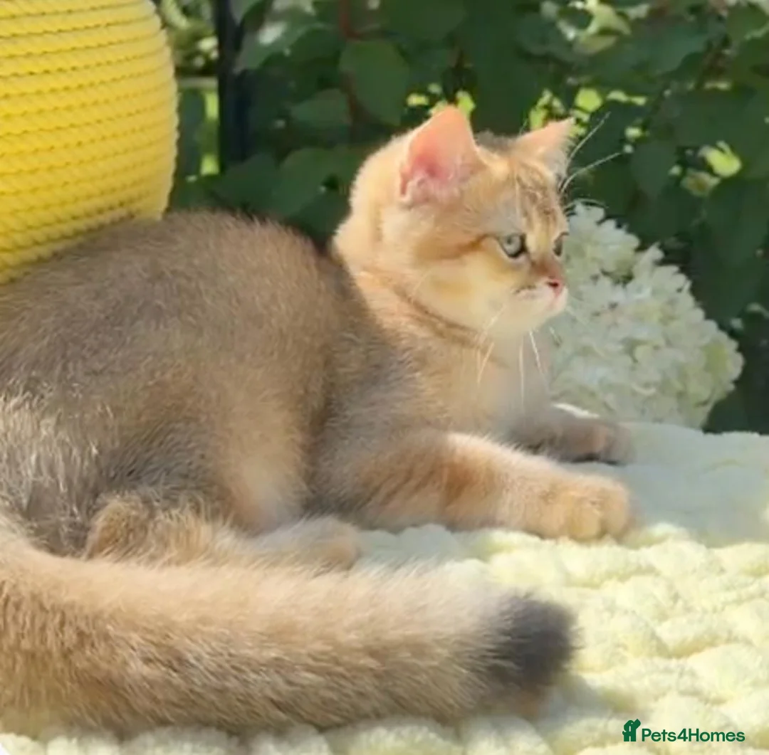 British Shorthair cats for sale: Handsome BSH Boy Black Golden Shaded (ny 11) - Advert 2