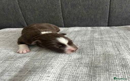 Border Collie dogs for sale: Beautiful Border Collie Puppies – Ready 20th Sep - Image 11