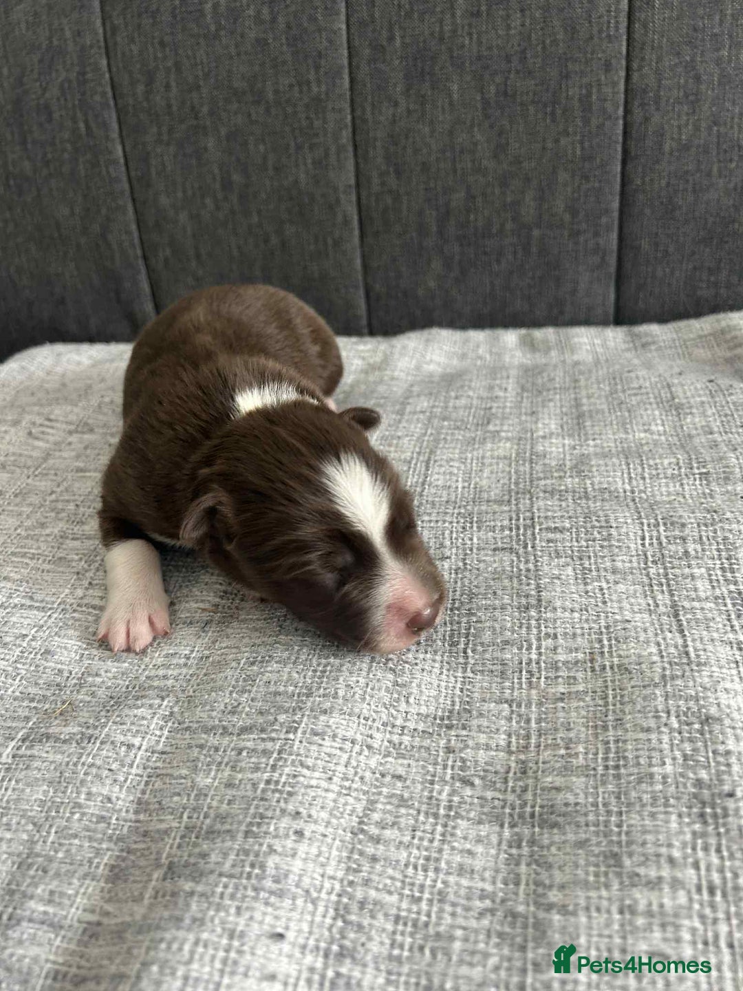 Border Collie dogs for sale: Beautiful Border Collie Puppies – Ready 20th Sep - Image 11