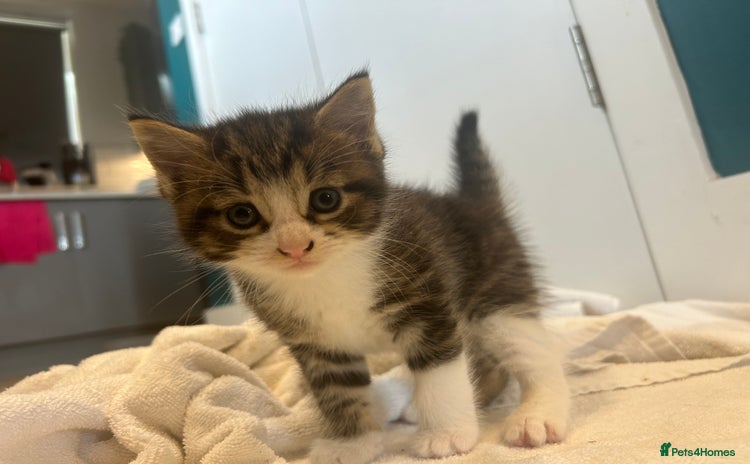Mixed Breed cats - Advert 12