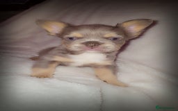 French Bulldog dogs for sale:  🐾READY FOR NEW HOMES NOW Isabella&Tan Boys🏡🐾 - Image 19