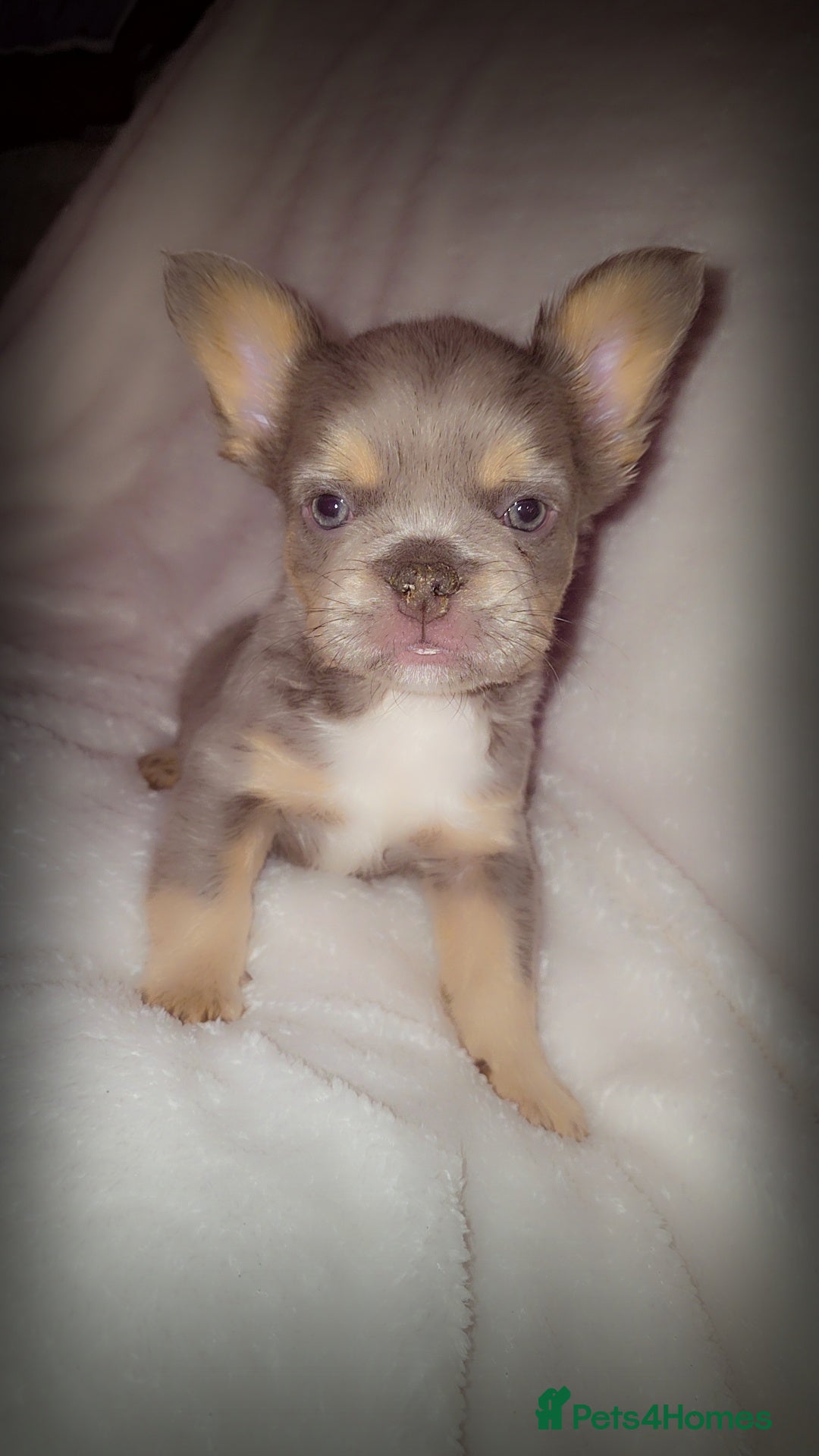 French Bulldog dogs for sale:  🐾READY FOR NEW HOMES NOW Isabella&Tan Boys🏡🐾 - Image 19