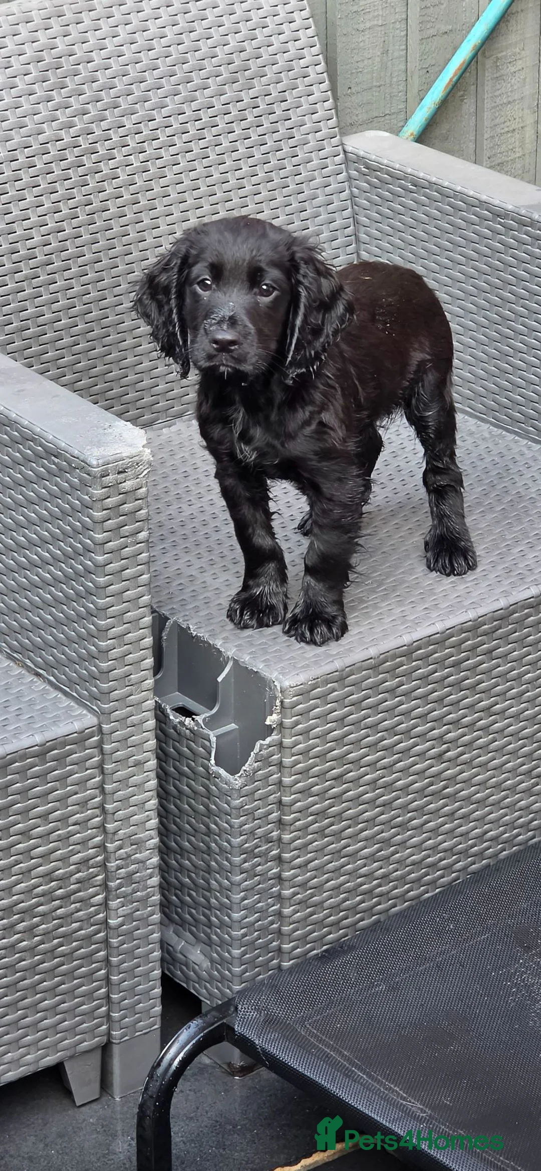 Cocker Spaniel dogs for sale: Champion Line Working Cocker Spaniel Puppies  - Advert 2