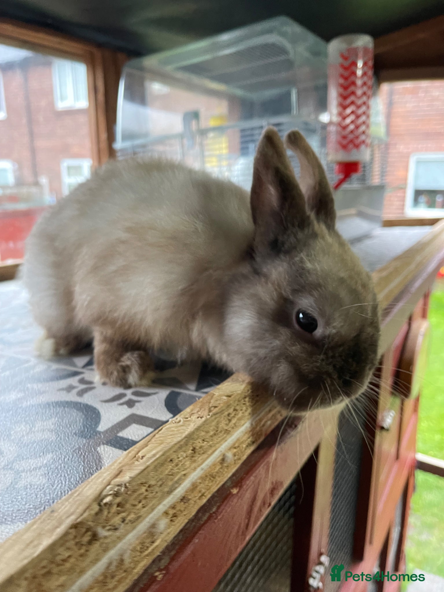 Netherland Dwarf rabbits for sale: ⭐️ CARAMEL Looking for new home ⭐️ - Advert 9