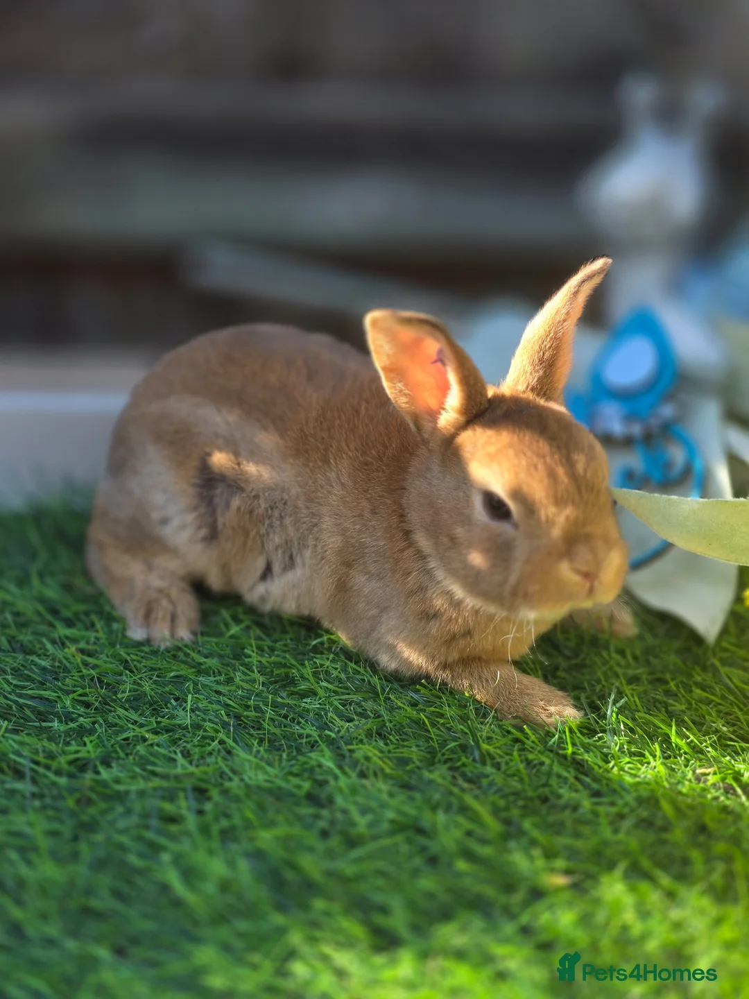 Rex rabbits for sale: Cinnamon Mini Rex Ready For Reserve. - Advert 1