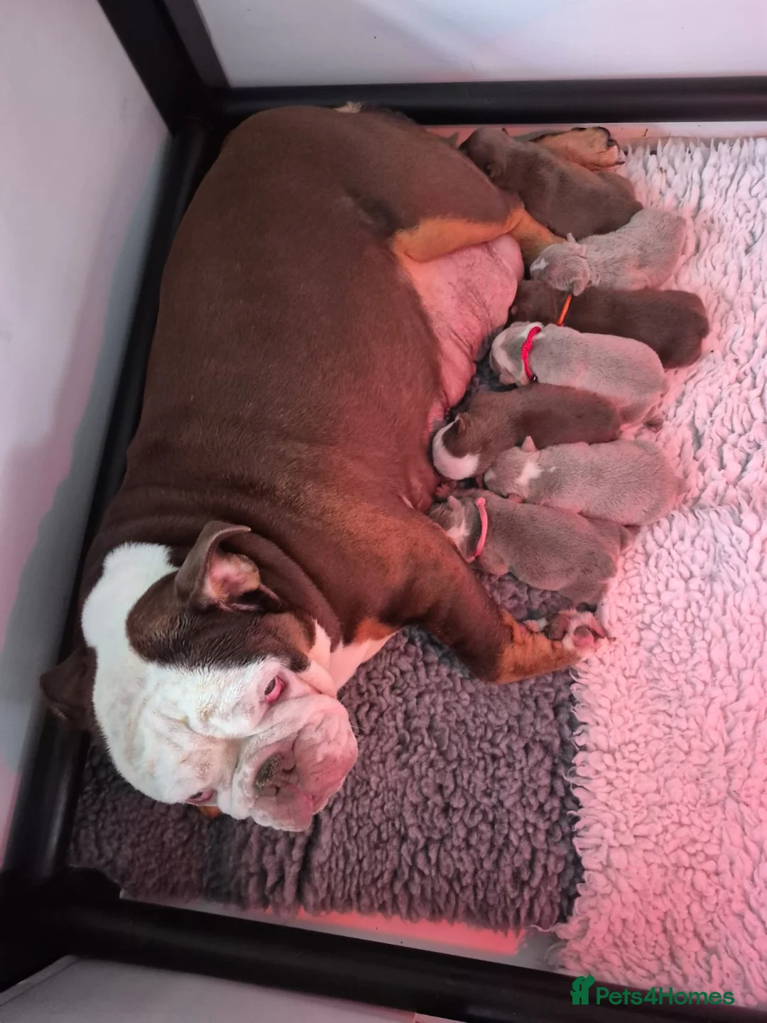English Bulldog dogs for sale: Beautiful KC English Bulldog puppies for sale  - Advert 1
