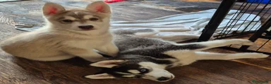 Rehomed - Siberian Husky Mr. Cuddles