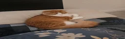 Mixed Breed cats for sale: FREE fluffy MALE cat - Advert 7