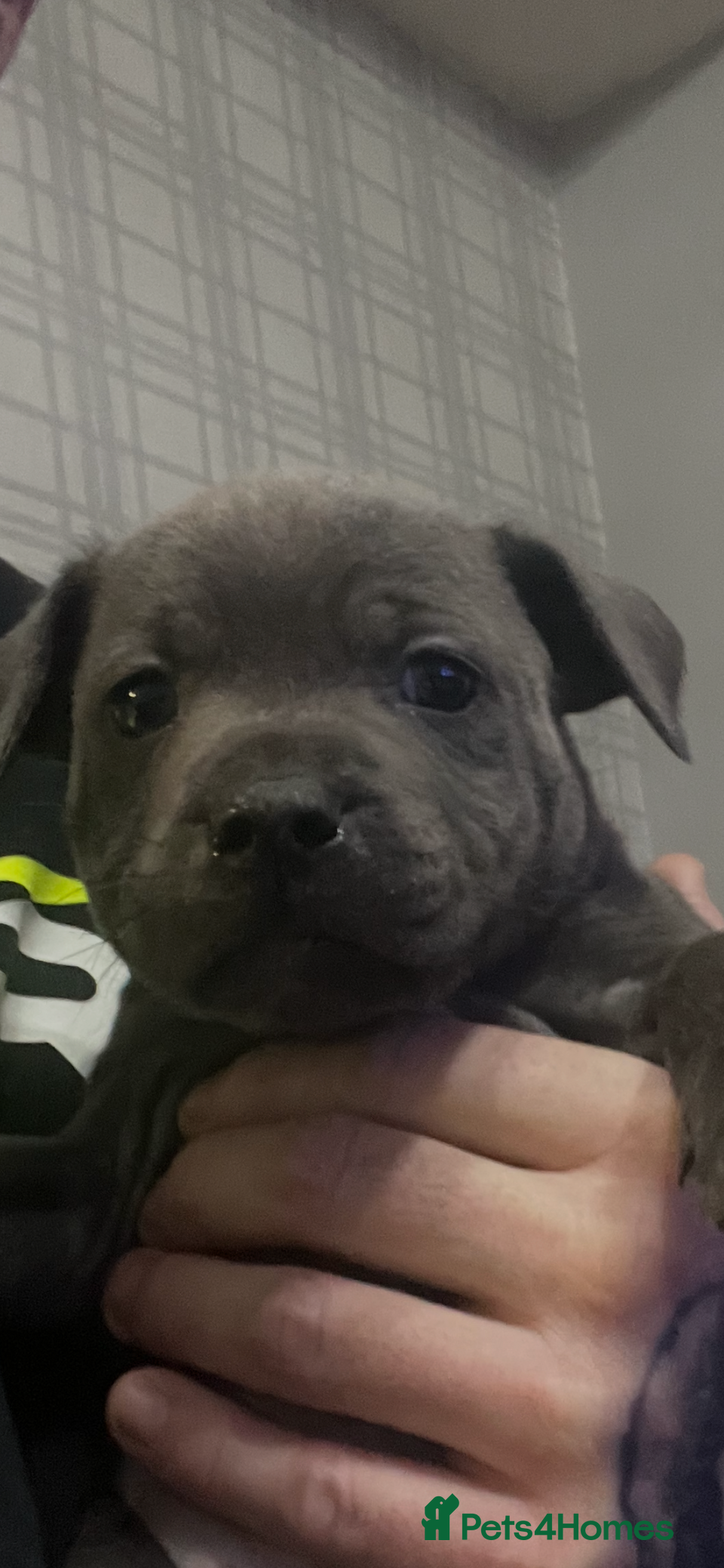 Staffordshire Bull Terrier dogs Stunning stocky blue Staffordshirebull terrier  - Advert 5