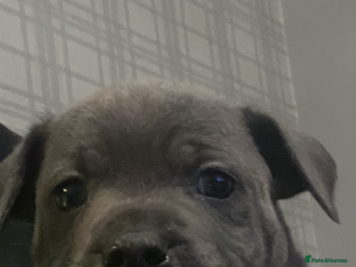 Staffordshire Bull Terrier dogs Stunning stocky blue Staffordshirebull terrier - Advert 6