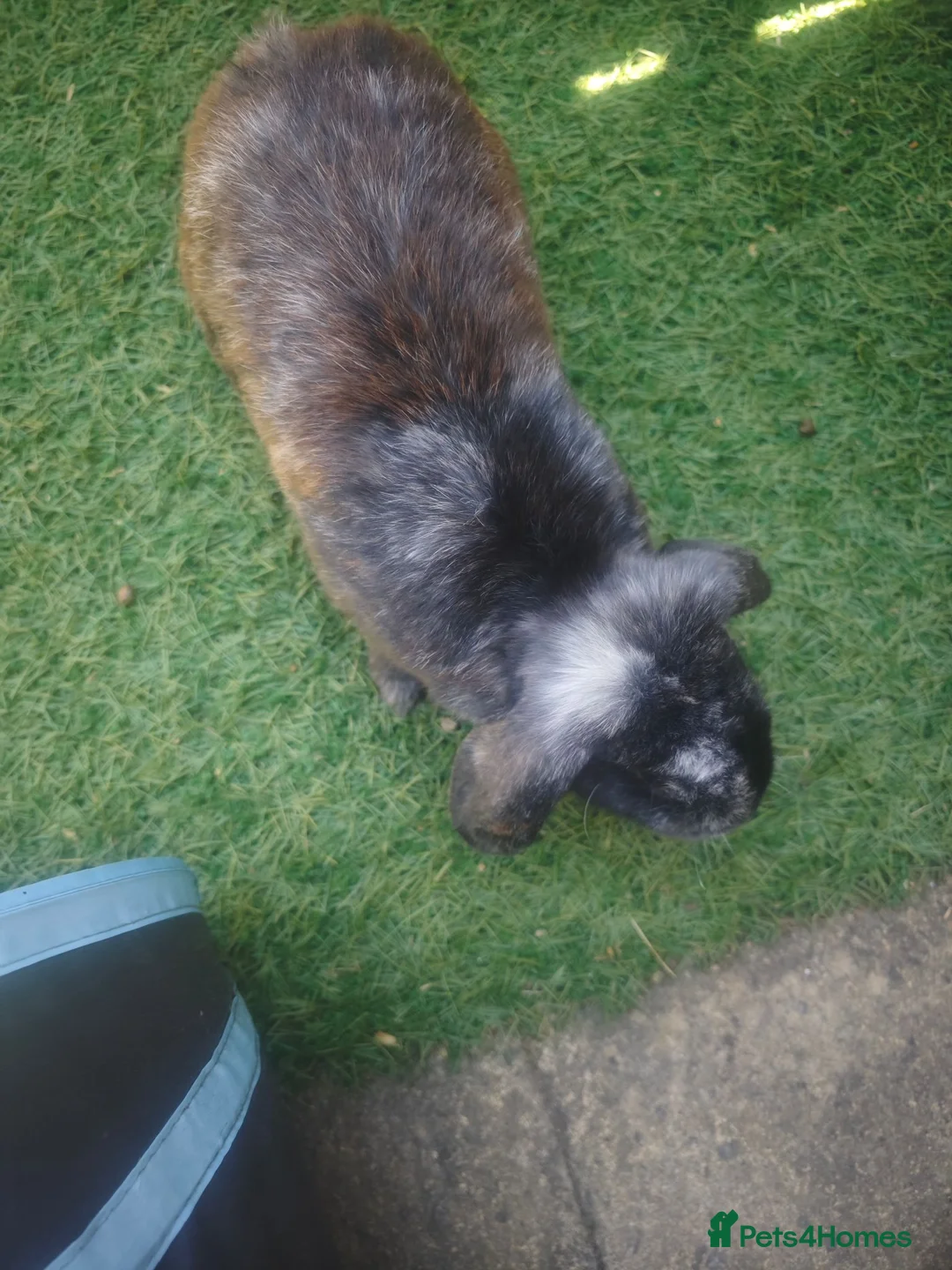 Mini Lop rabbits for sale: Bonded Pair of Lovely Rabbits in Sutton - Advert 11