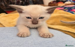 Tonkinese cats for sale: Registered, pedigree 1st generation,  VET checked  - Image 18
