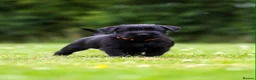 Giant Schnauzer dogs for sale: TRUE QUALITY GIANT SCHNAUZER PUPPIES - Advert 14