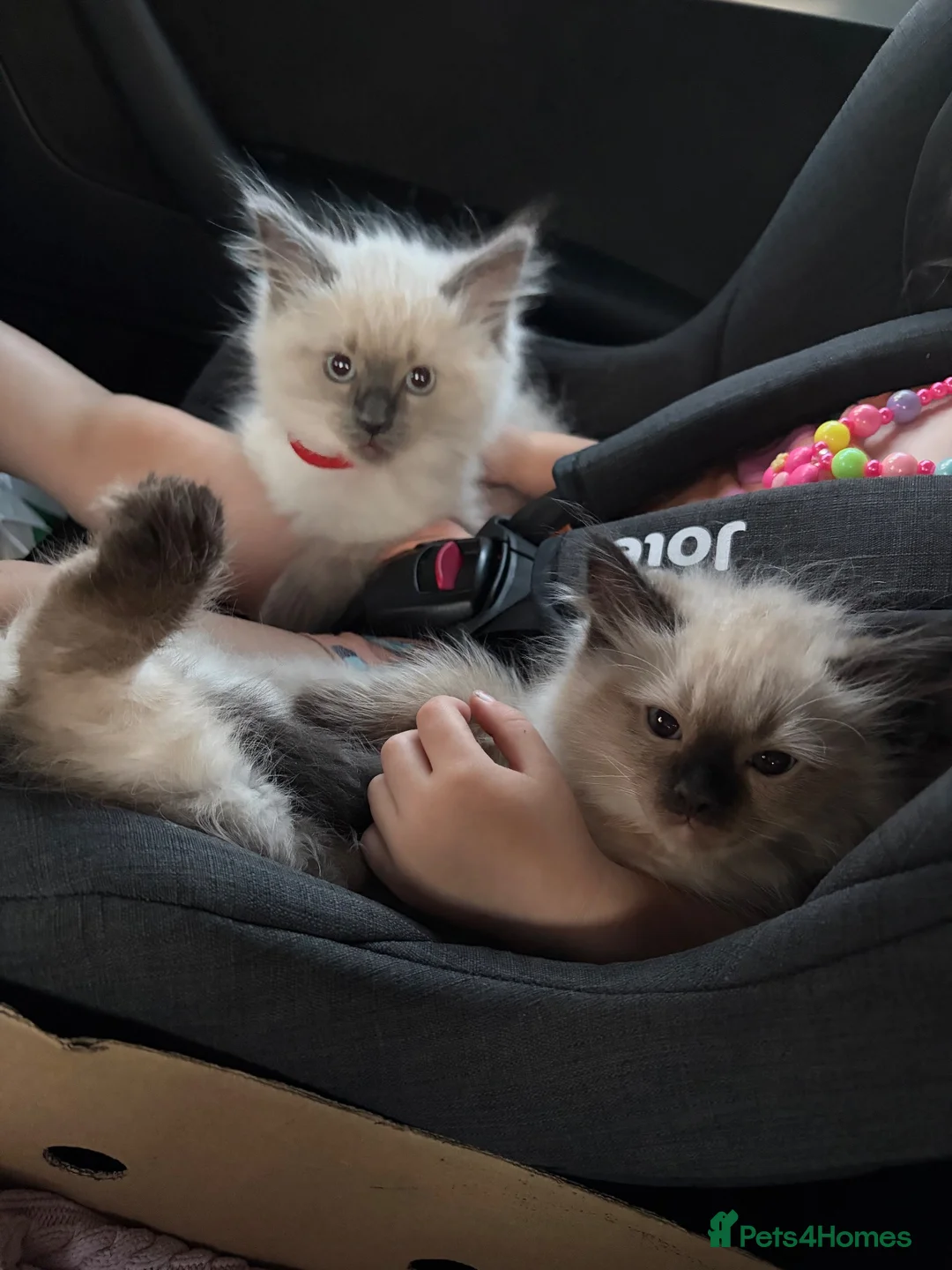 Ragdoll cats for sale: Ragdoll kittens age 17 weeks ready now  in Newtown - Advert 12