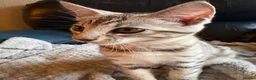 Mixed Breed cats for sale: Maine Coon x Bengal Kitten - Advert 3