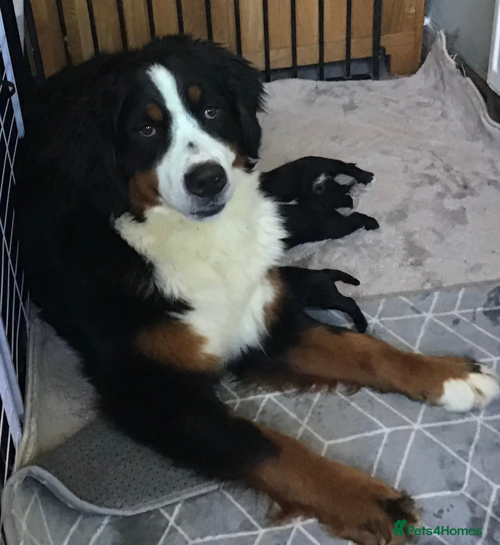 Bernedoodle dogs EXCEPTIONAL MINI BERNADOODLE PUPS. - Advert 4