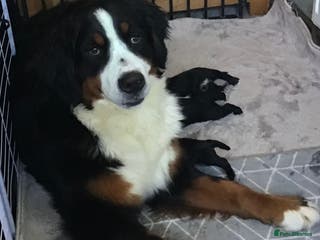 Bernedoodle dogs EXCEPTIONAL MINI BERNEDOODLE PUPPIES - Advert 2