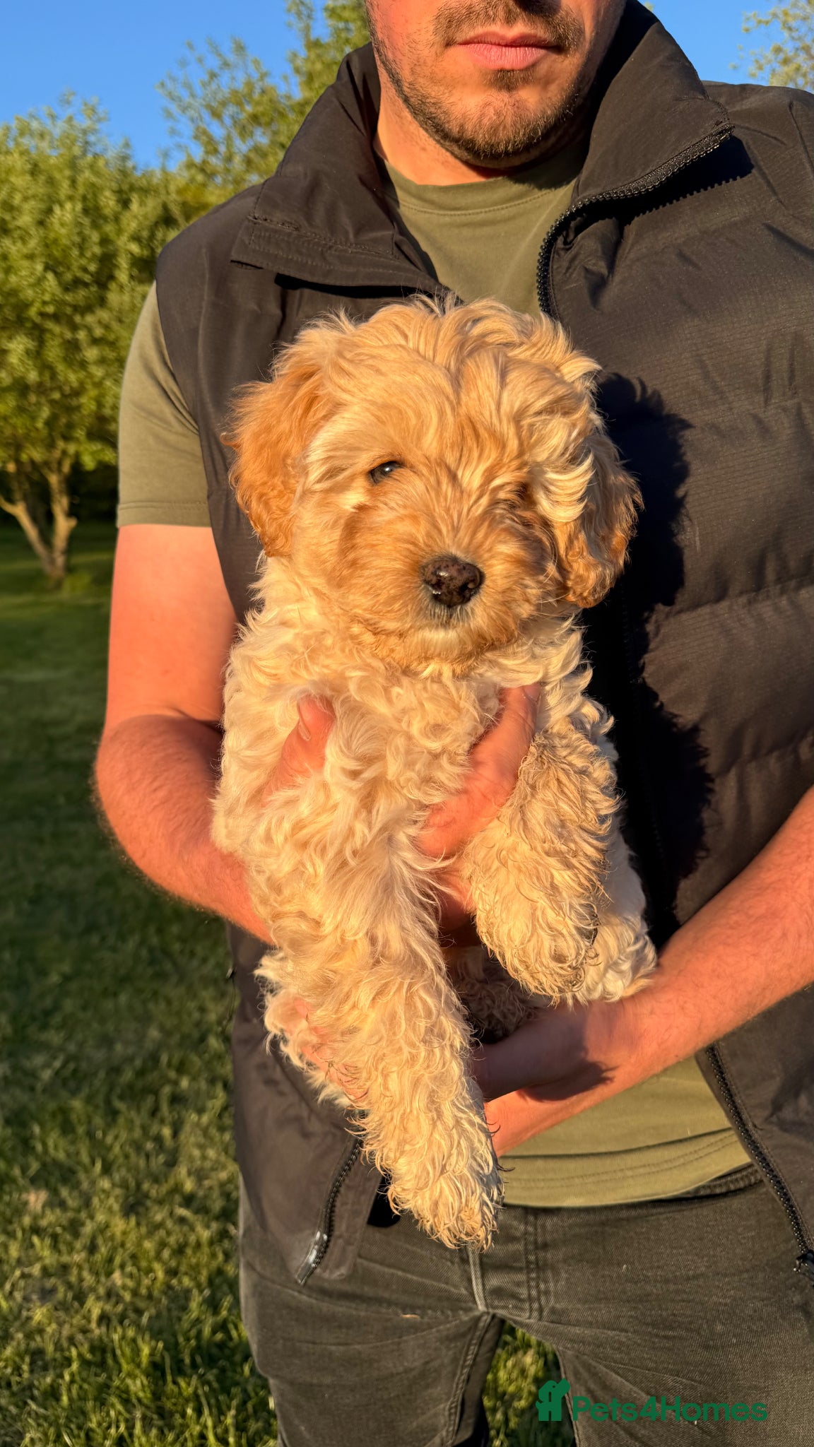 Cavapoo dogs Last Girl ❤️🐾 Ready to leave! - Advert 2