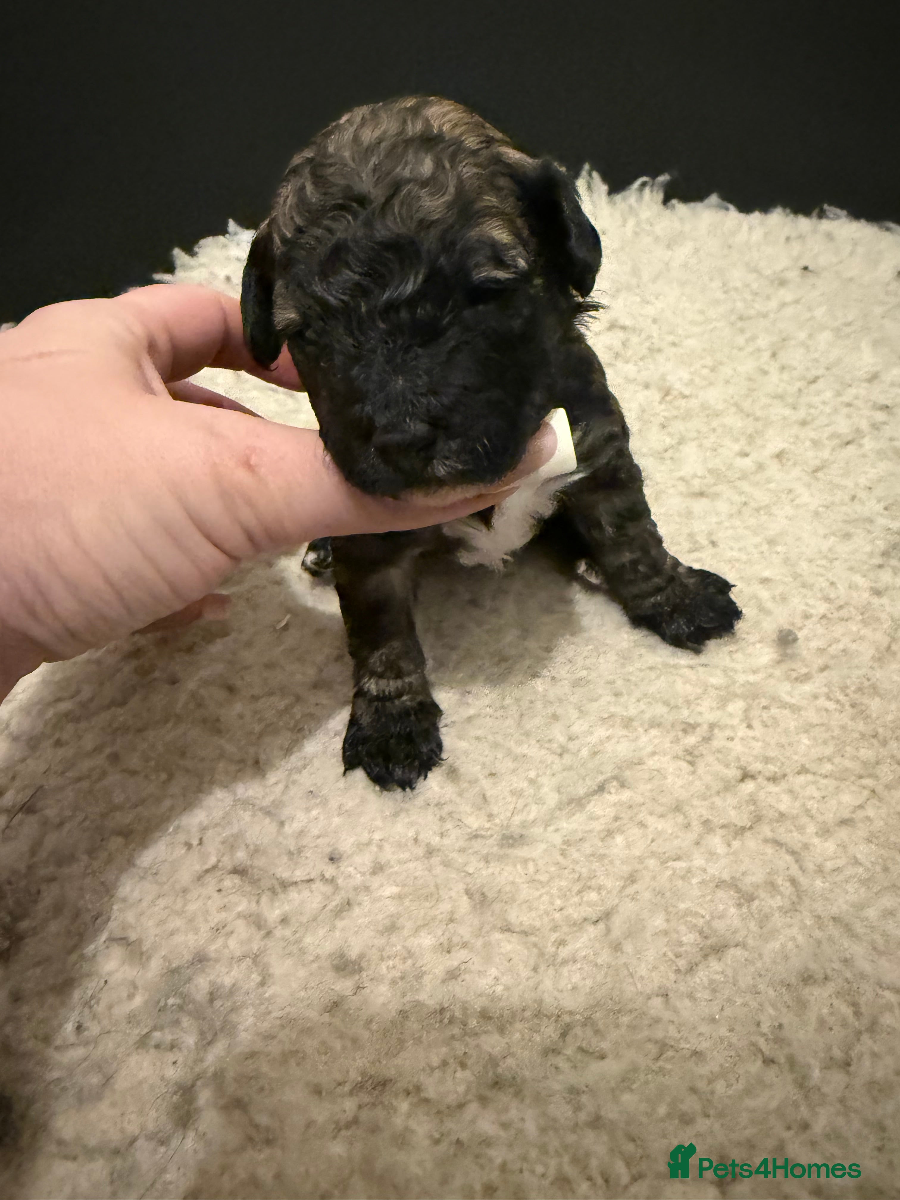 Poochon dogs ‼️ONLY SABLE BOY LEFT  ‼️  - Advert 8