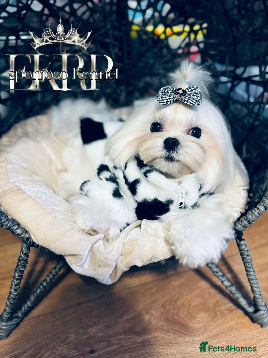 Maltese dogs for stud: ✨Exquisite DOLL KC Korean Maltese Stud DNA Clear ✨ - Image 10