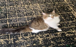 Maine Coon cats for sale: Stunning maincoon  - Image 9