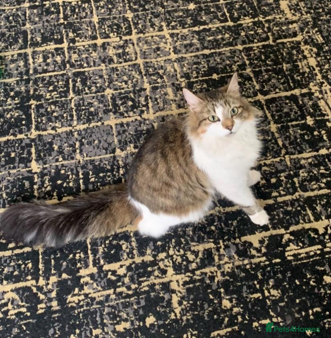 Maine Coon cats for sale: Stunning maincoon  - Image 9