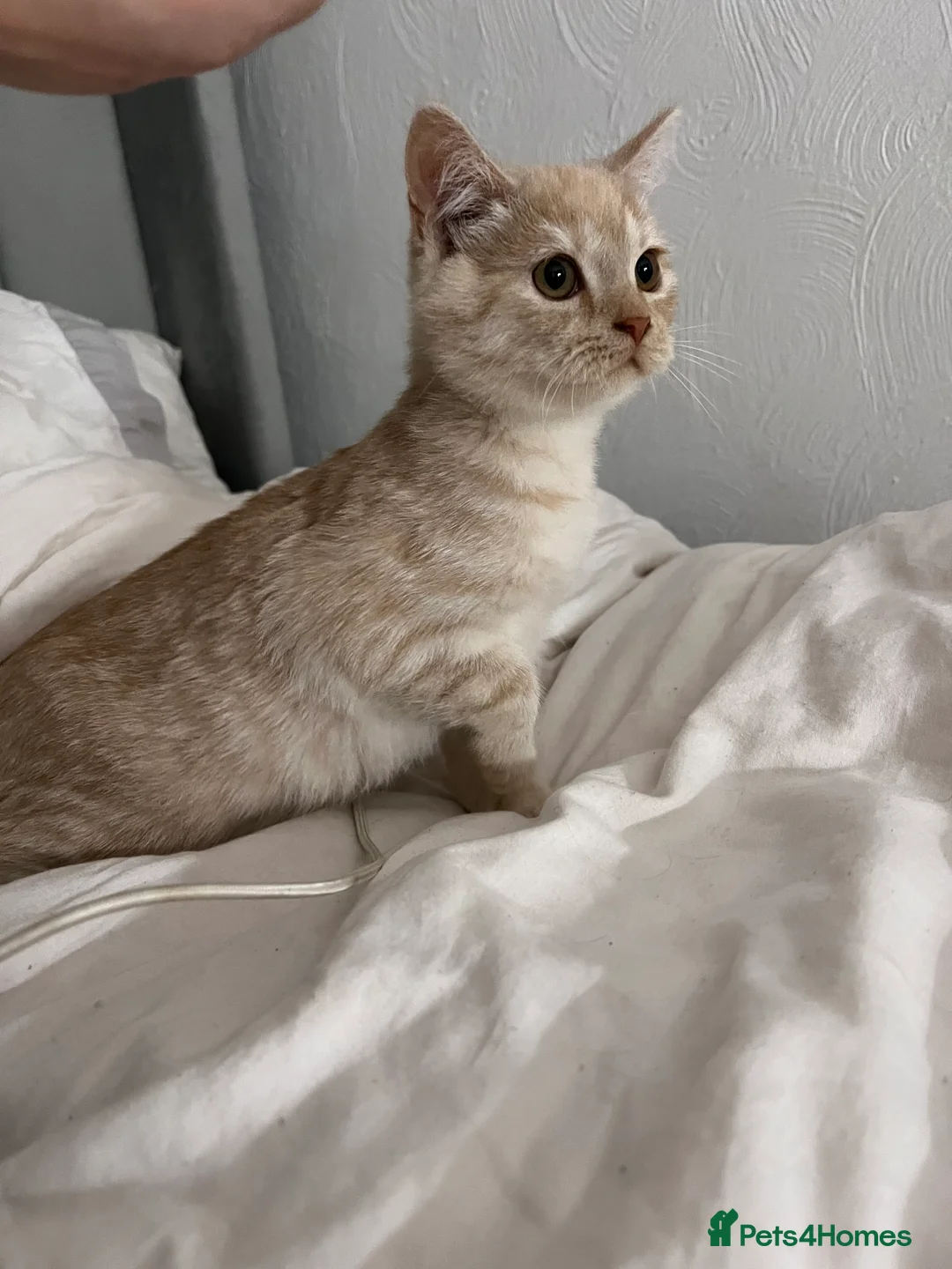 Mixed Breed cats for sale: Beautiful ginger needs a home. - Advert 5