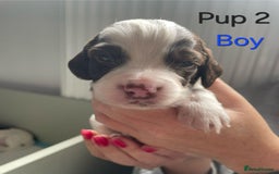 Cocker Spaniel dogs for sale: Cocker spaniel puppies  - Image 3