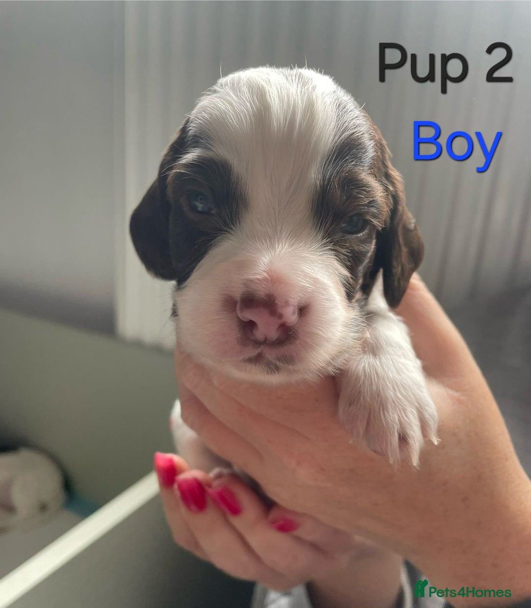 Cocker Spaniel dogs for sale: Cocker spaniel puppies  - Image 3