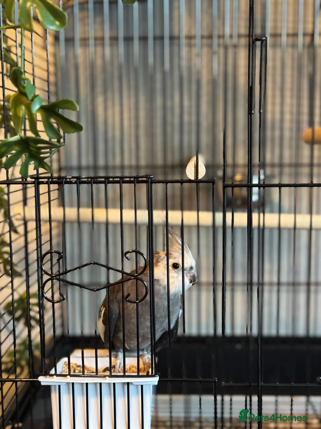 Cockatiels birds for sale: Stunning Whiteface Cockatiel with Cage & Setup⁠ in Birmingham - Advert 1