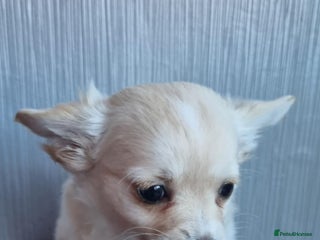 Chihuahua dogs - Advert 4