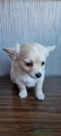 Chihuahua dogs - Advert 6