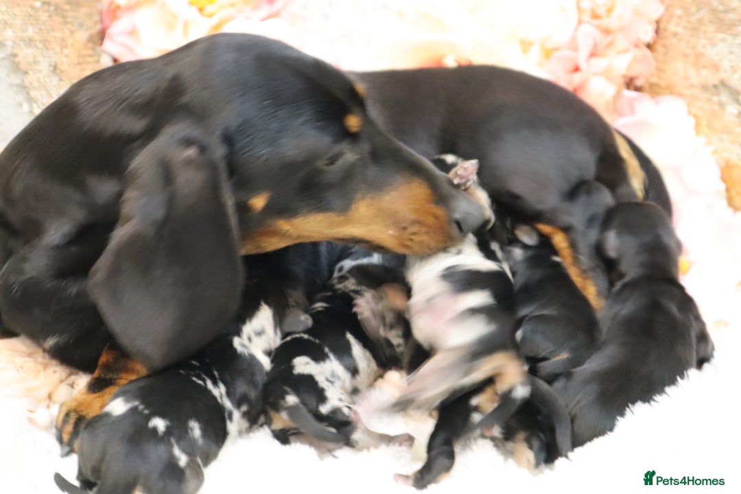Miniature Dachshund dogs for sale: KC Miniature Dachshund Puppies - Advert 15