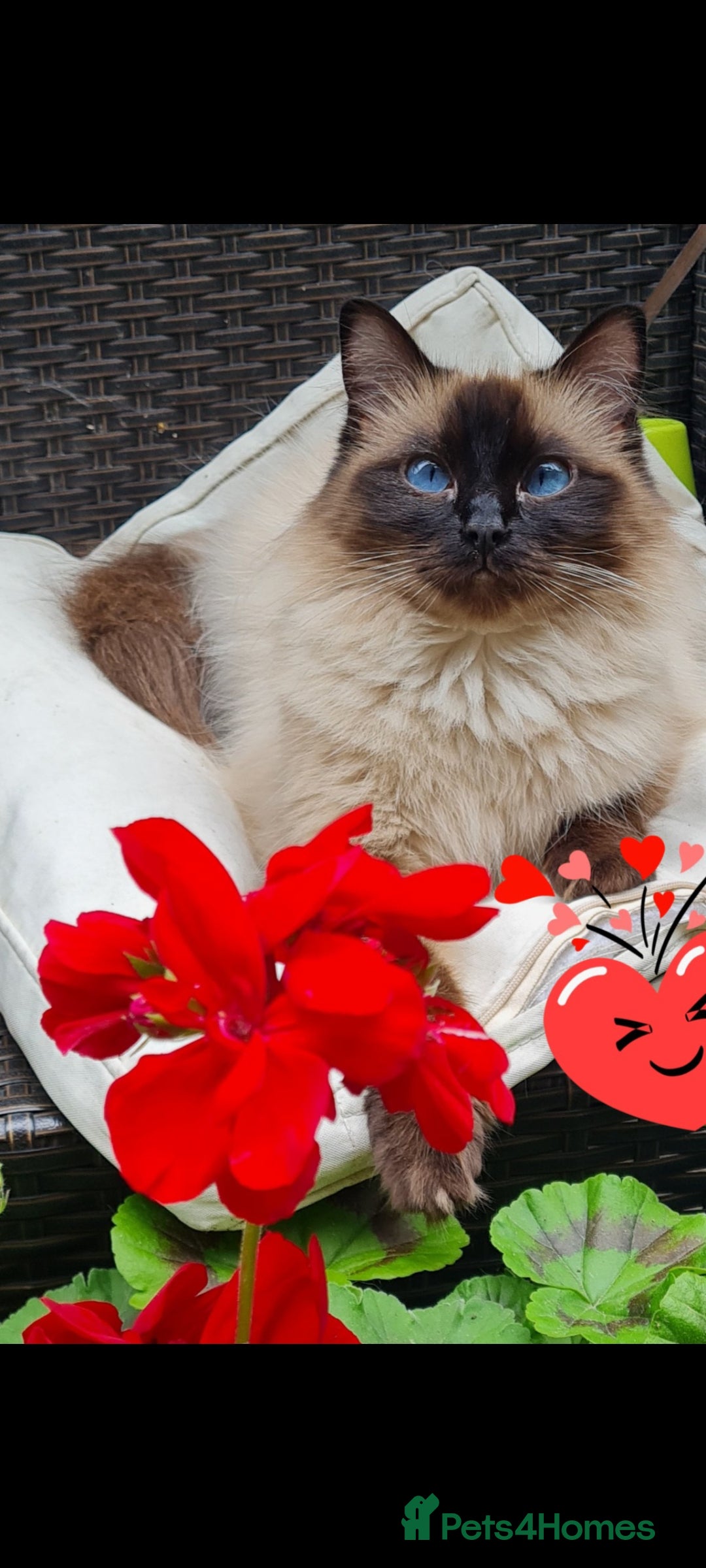 Mixed Breed cats for sale: Mix Ragdoll - Advert 1