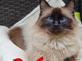 Mixed Breed cats Mix Ragdoll - Advert 1