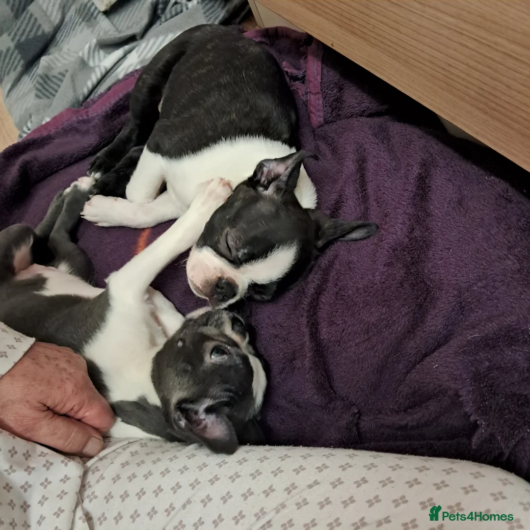 Boston Terrier dogs for sale: Boston terrier puppies rehome - Advert 2