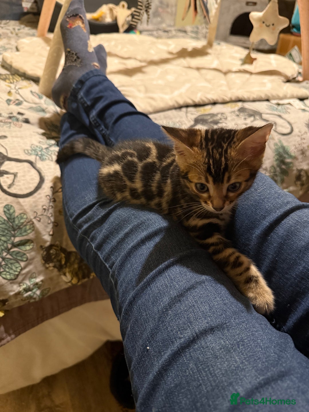 Bengal cats for sale: Pedigree TICA reg 🐾 Bengal Kittens 🐱  - Advert 4