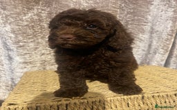 Cavapoo dogs for sale: Red Chocolate cavapoo boys  - Image 5